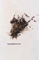 藏品(東亞小金髮苔)的圖片